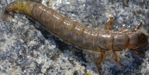 Réf. 244 279 : Hydropsyche sp.
